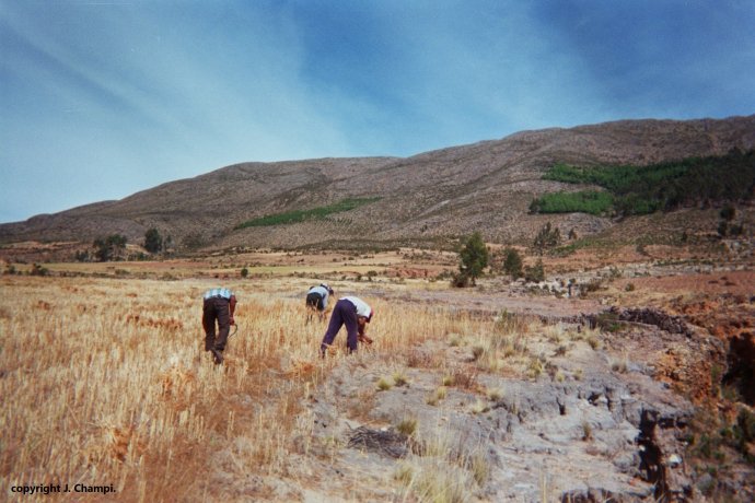 Tarabuco
